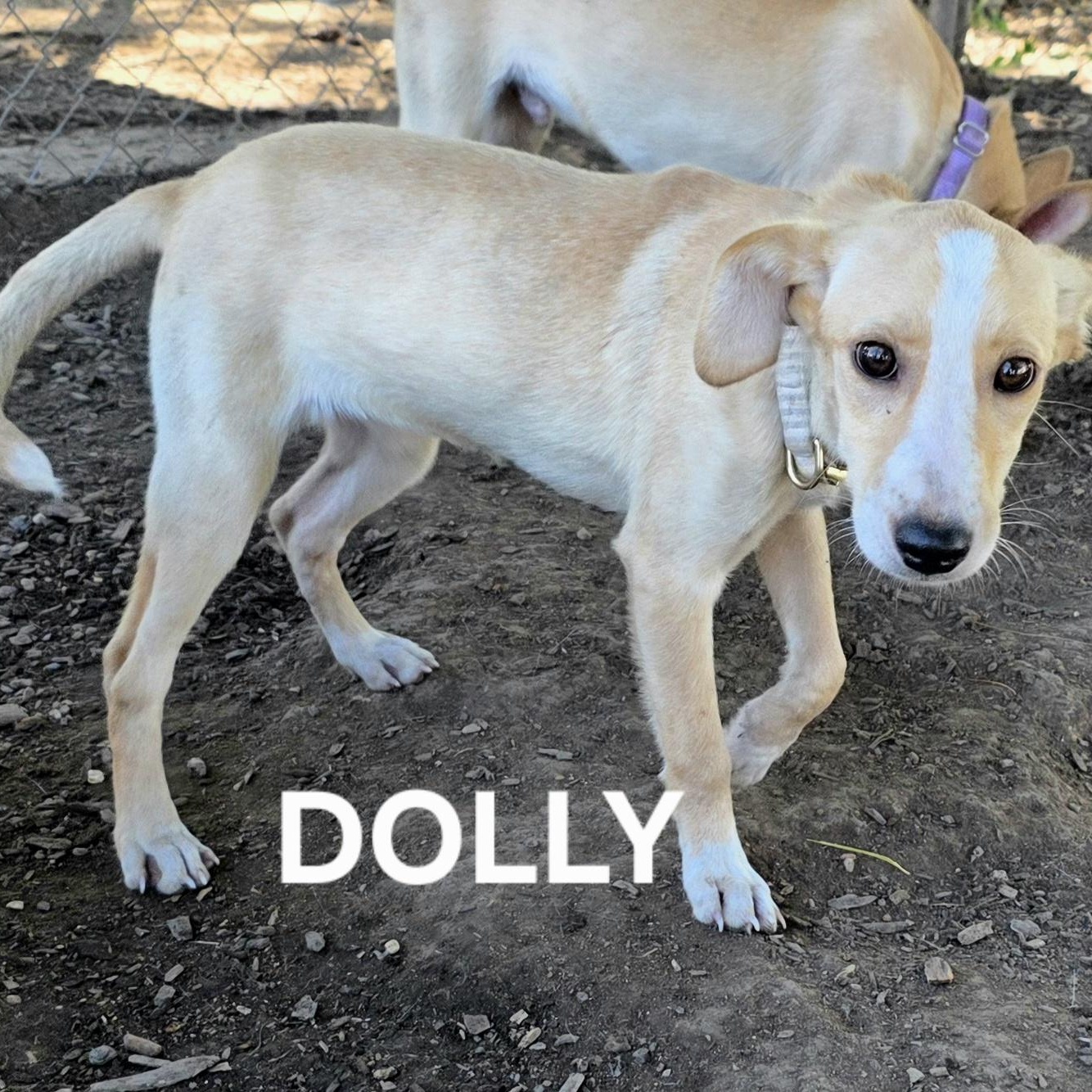 DOLLY, Adoptable, Puppy Female Collie & Labrador Retriever.