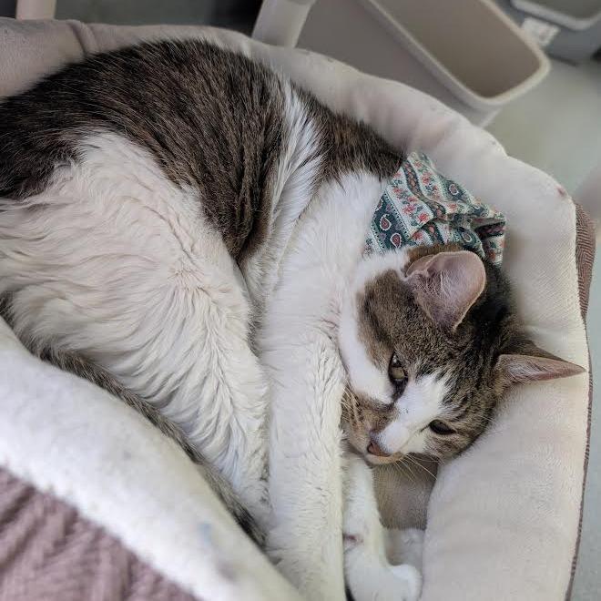 Nookie, Adoptable, Senior Female Domestic Short Hair.