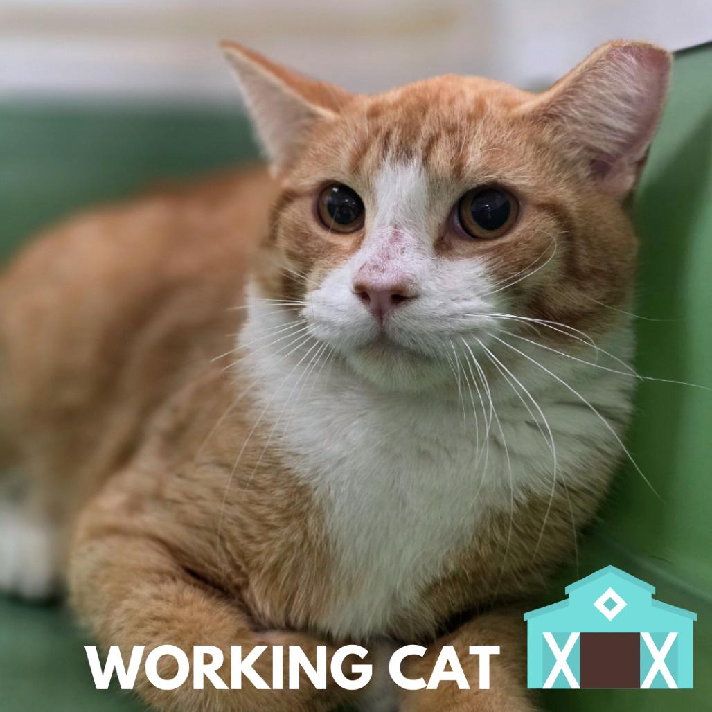 Enlarge Saint Nicholas, a Adoptable Domestic Short Hair in Sarasota, FL image 1/1