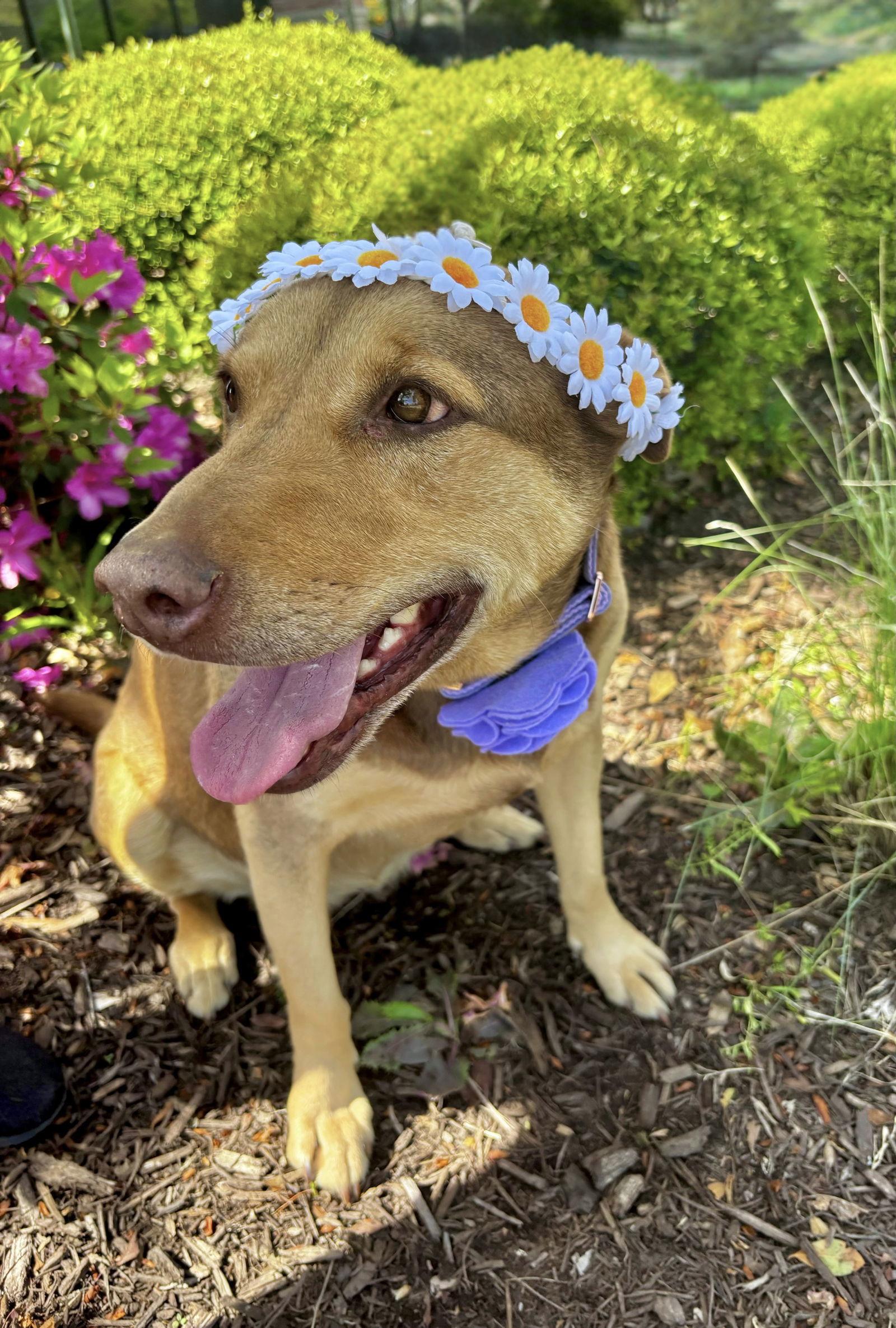 DAISY, Adoptable, Adult Female Shepherd & Hound.