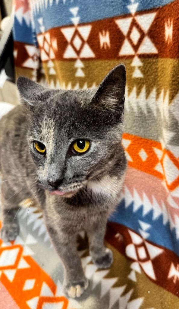 Sookie, a Adopted mixed breed in Shelbyville, TN image 2/2