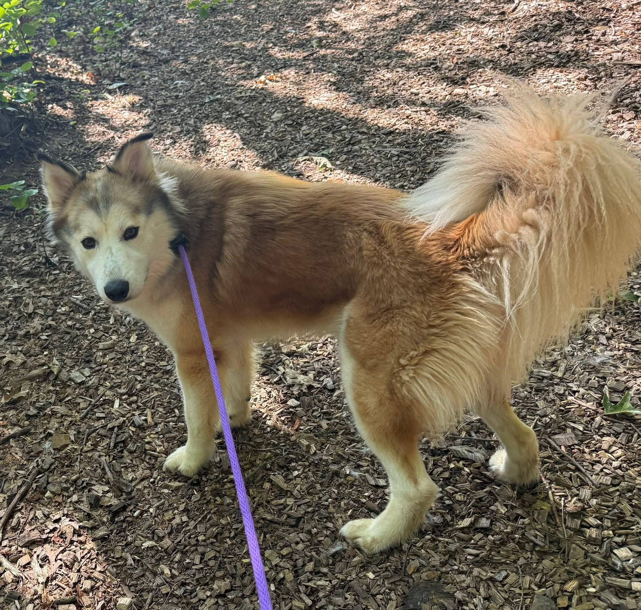 Finnigan (ID 45745/3422)