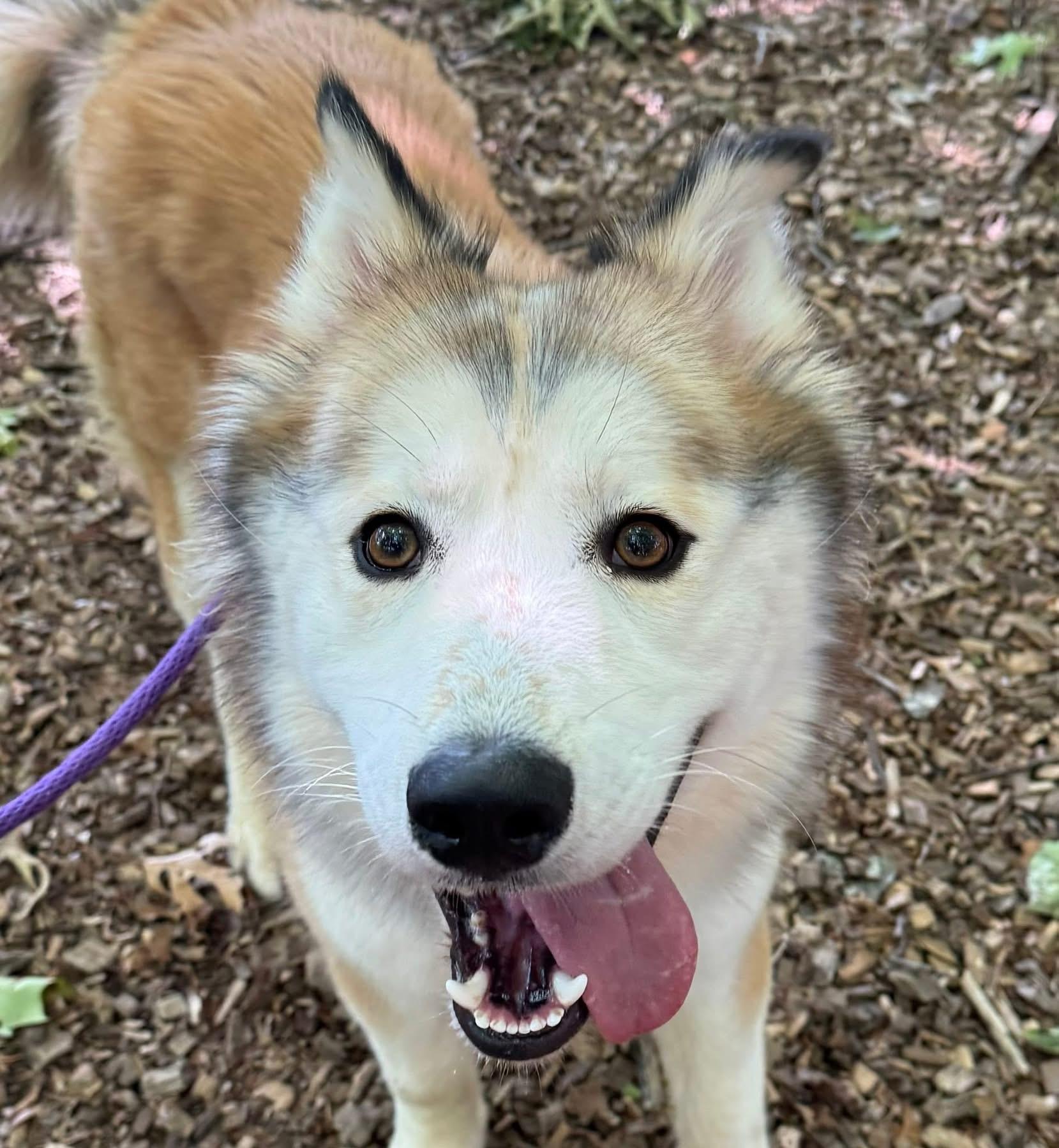 Finnigan (ID 45745/3422)