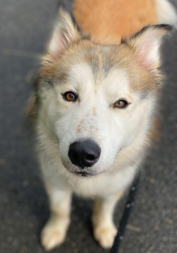 Finnigan (ID 45745/3422)