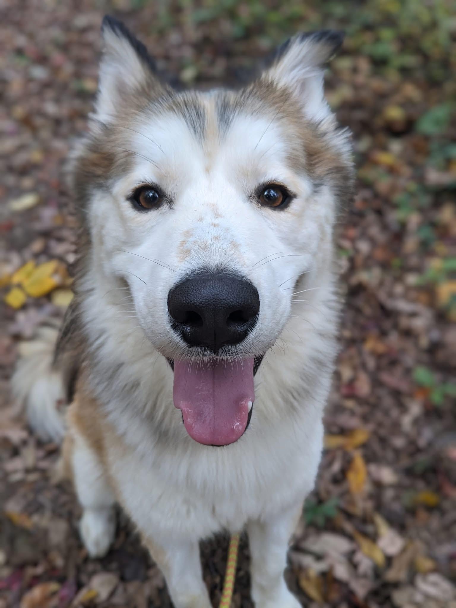 Finnigan (ID 45745/3422)