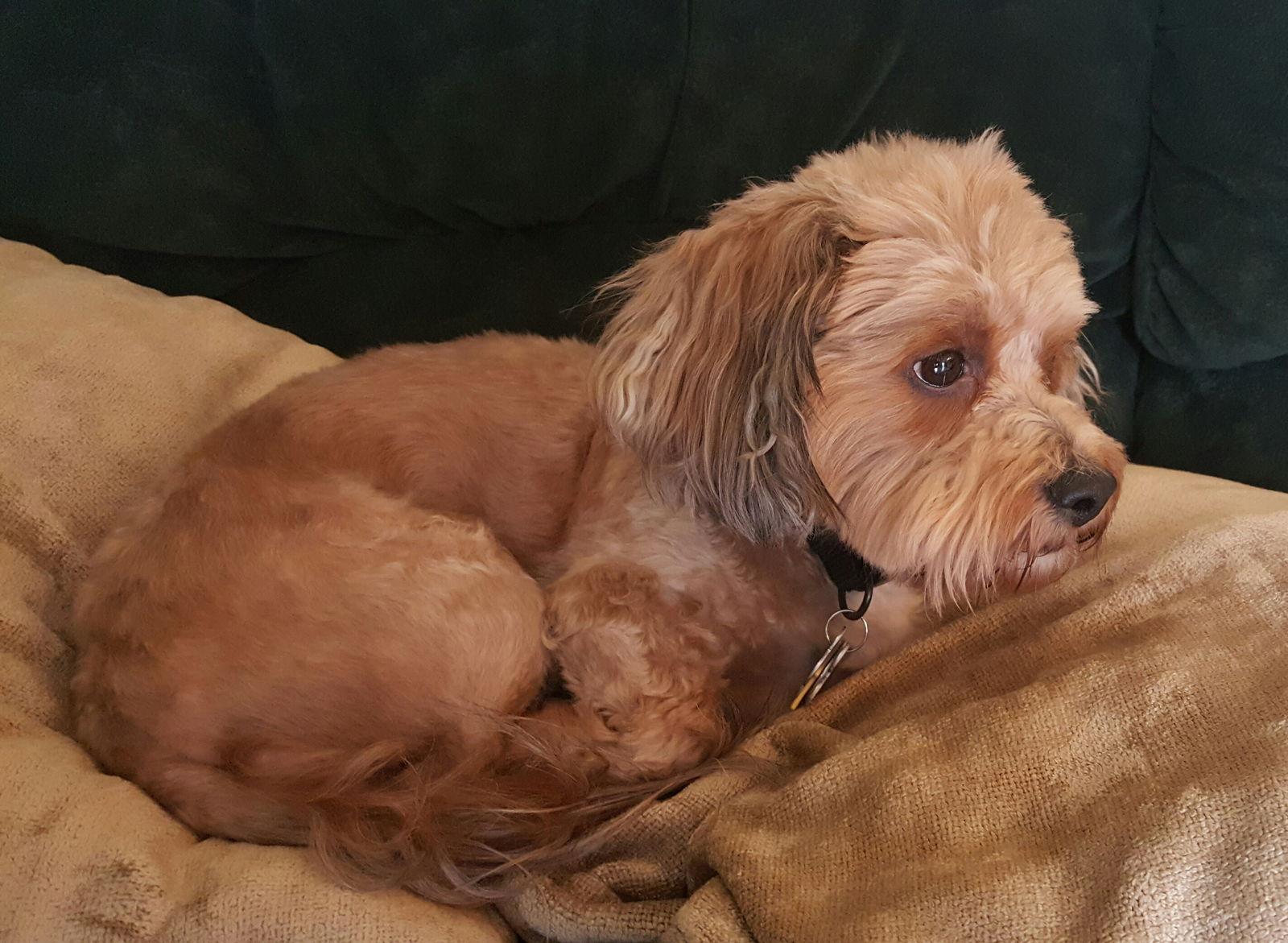 Dandie - OS, a Adoptable Dandie Dinmont Terrier in Pataskala, OH image 1/3