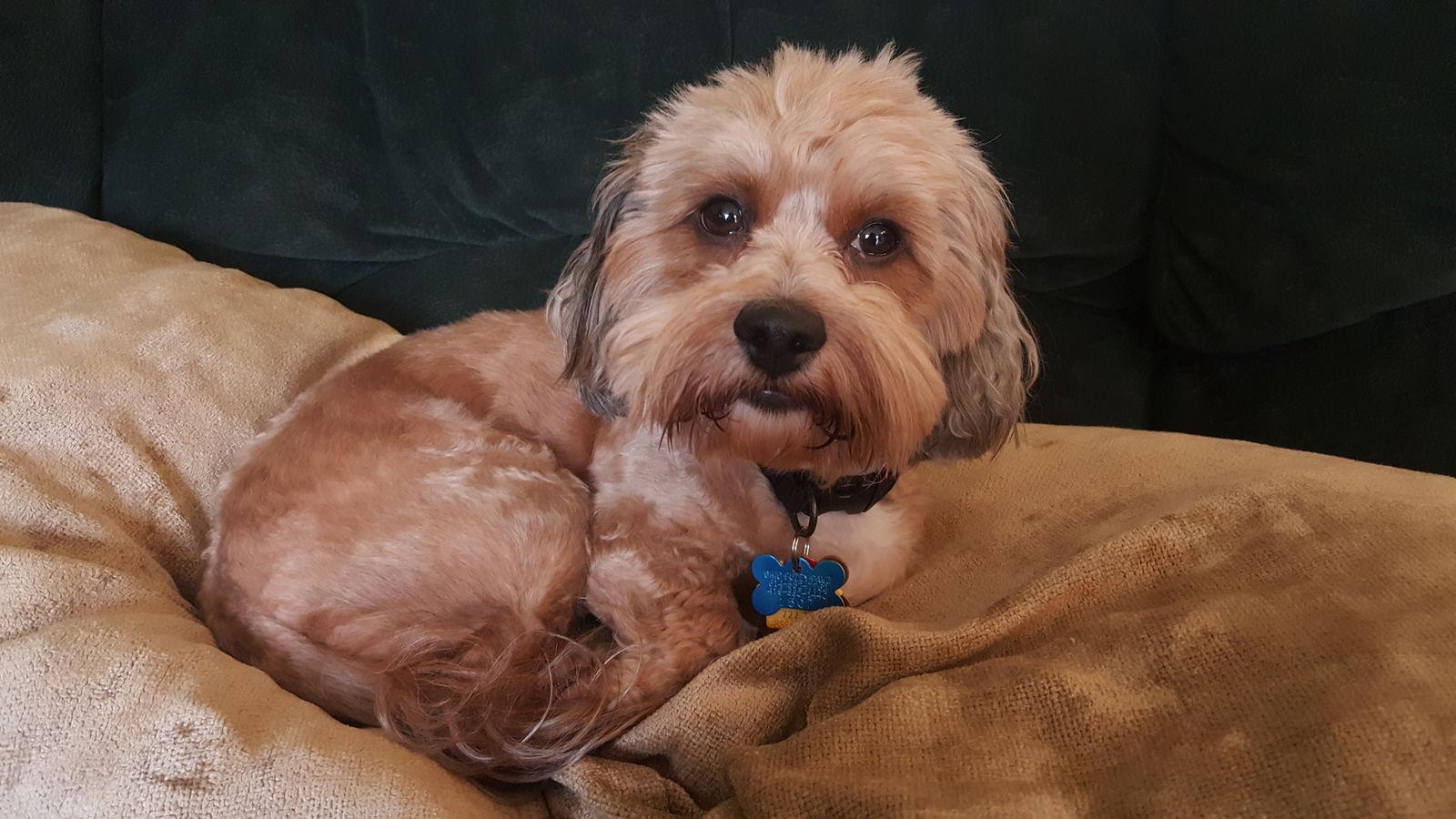 Dandie  Os thumbnail 4