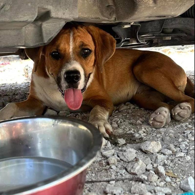 Archie, a Adoptable mixed breed in Georgetown, TX image 5/6