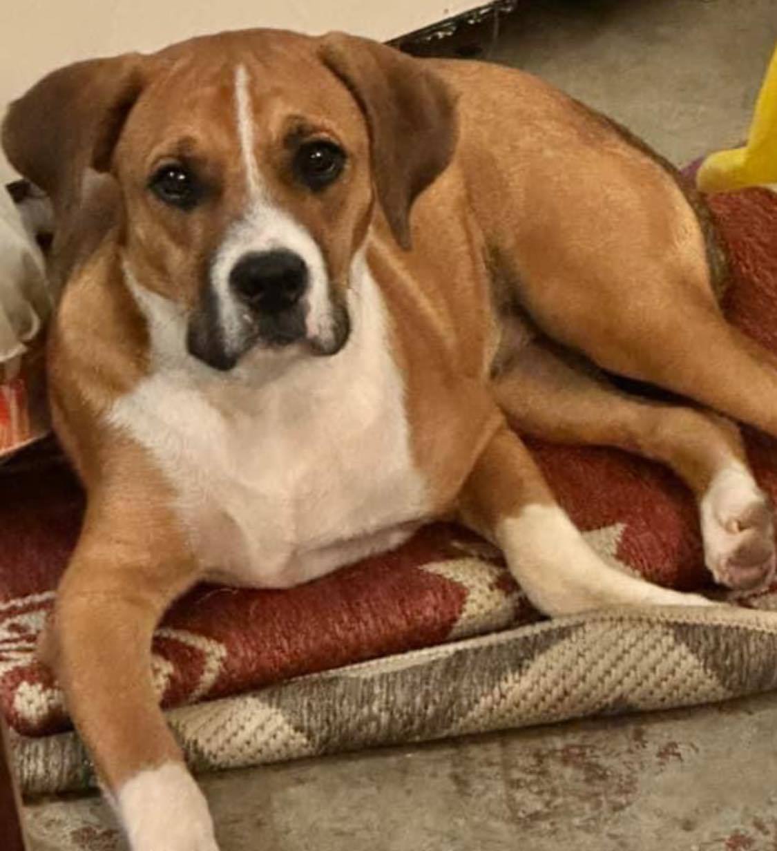 Archie, a Adoptable mixed breed in Georgetown, TX image 1/6