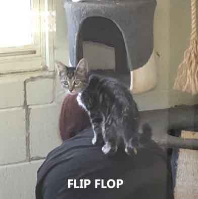 Enlarge Flip Flop, a Adopted Domestic Short Hair in Washington, GA image 1/1