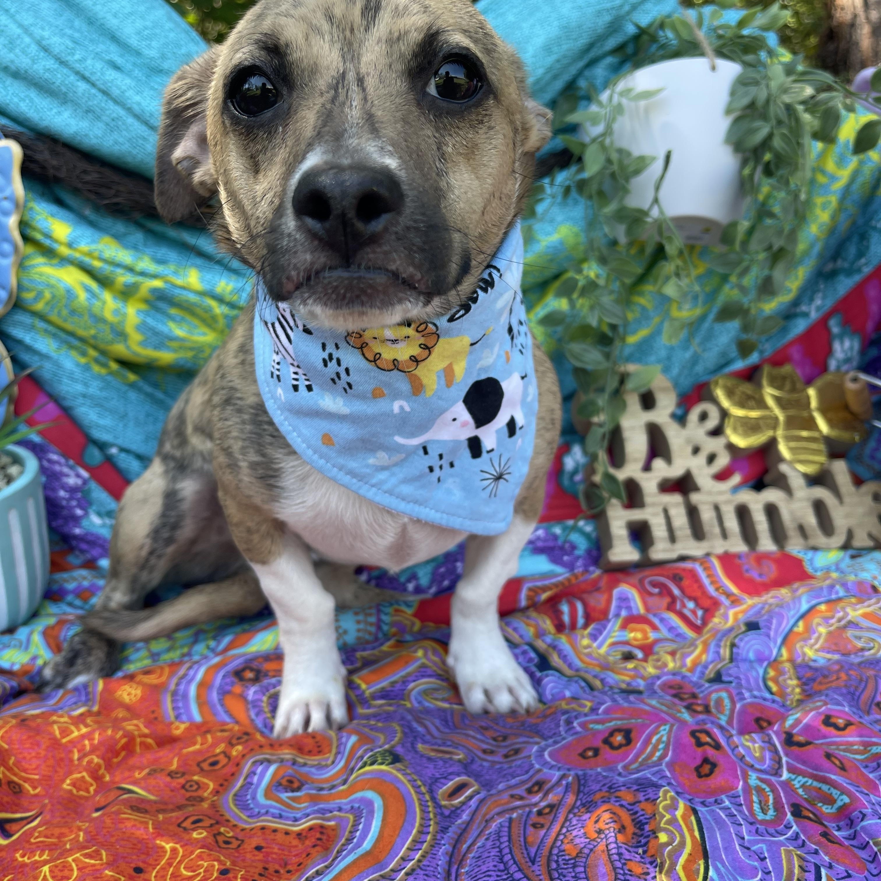 Enlarge Elkin, an adopted Chiweenie in Sebring, FL image 4/6