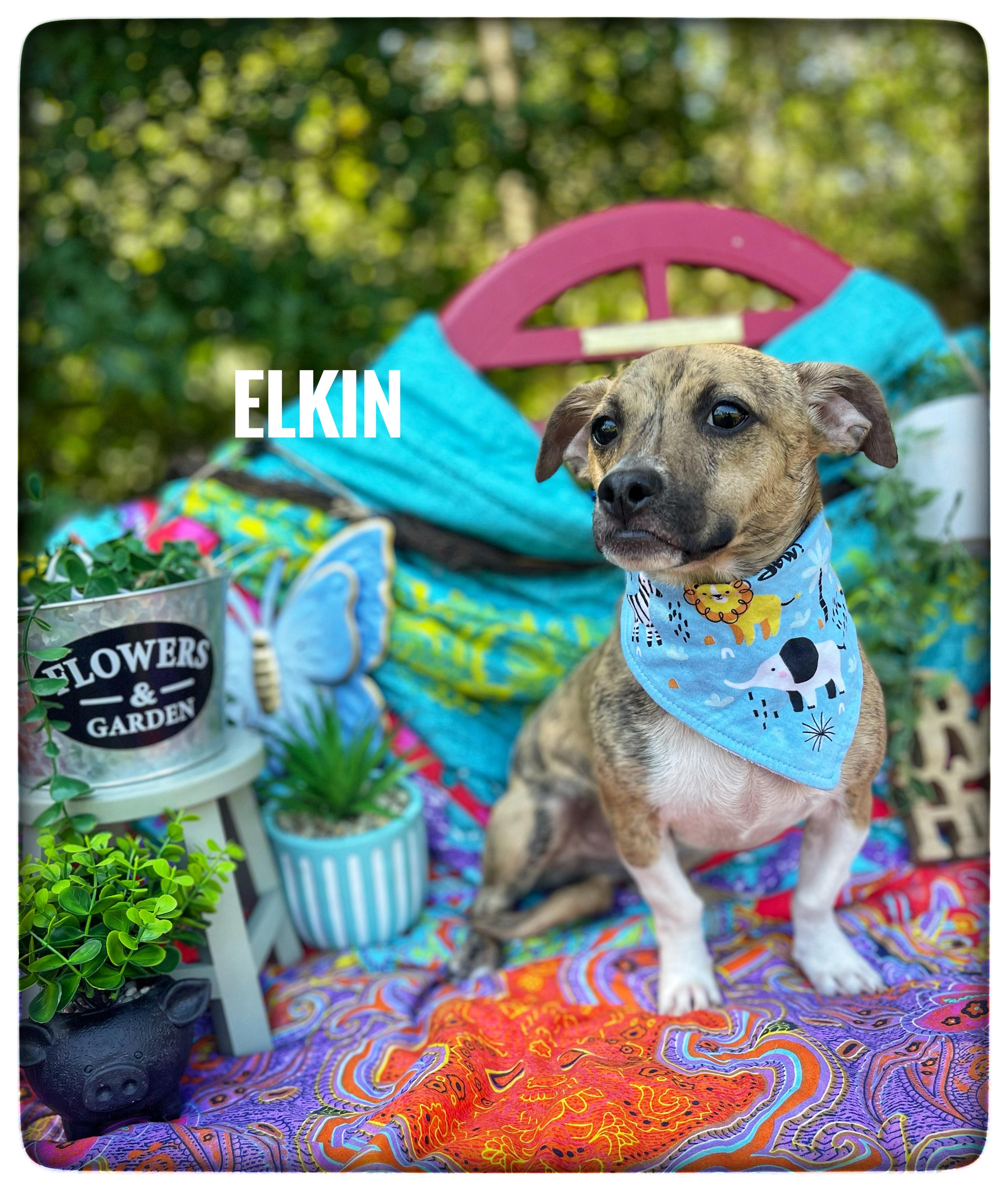 Enlarge Elkin, an adopted Chiweenie in Sebring, FL image 1/6