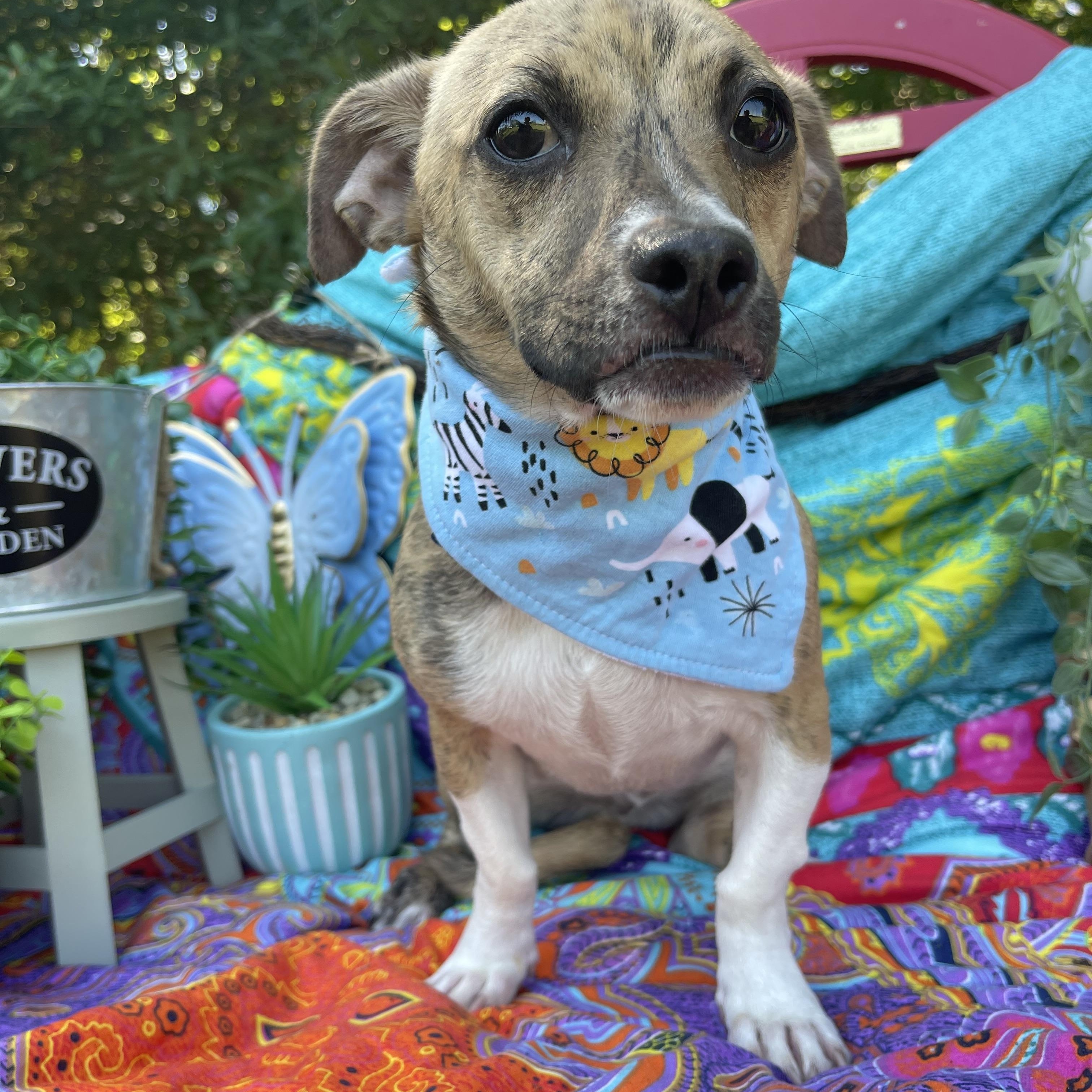 Enlarge Elkin, an adopted Chiweenie in Sebring, FL image 2/6