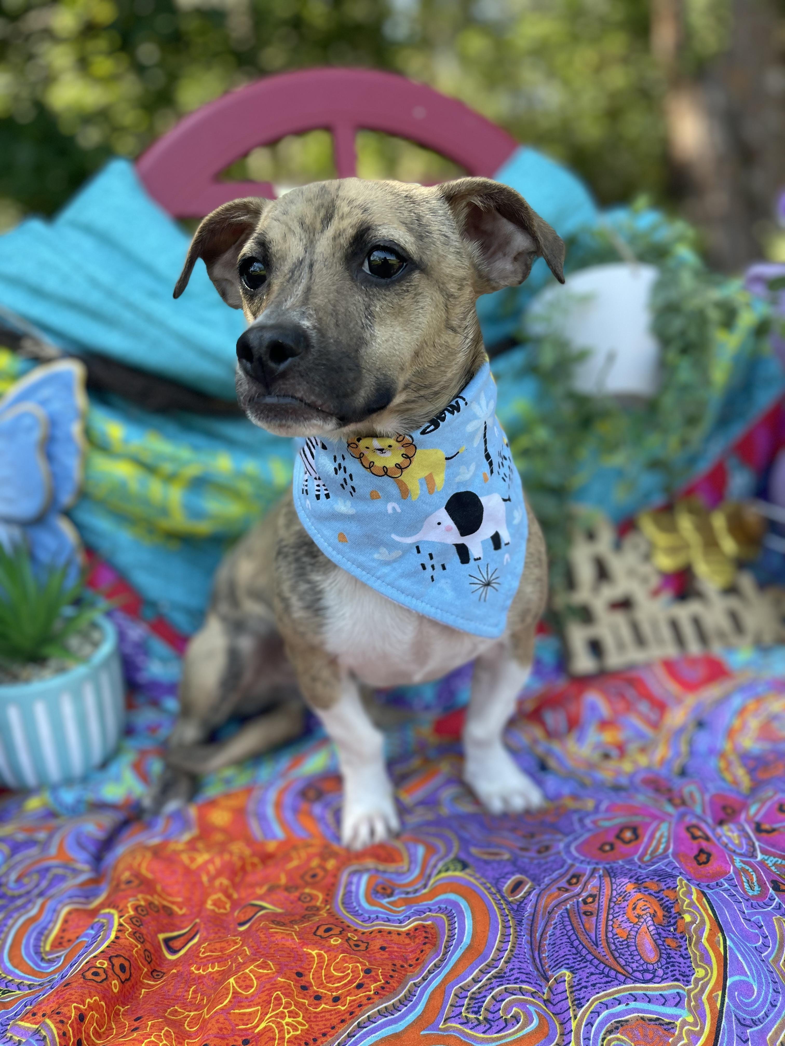Enlarge Elkin, an adopted Chiweenie in Sebring, FL image 5/6