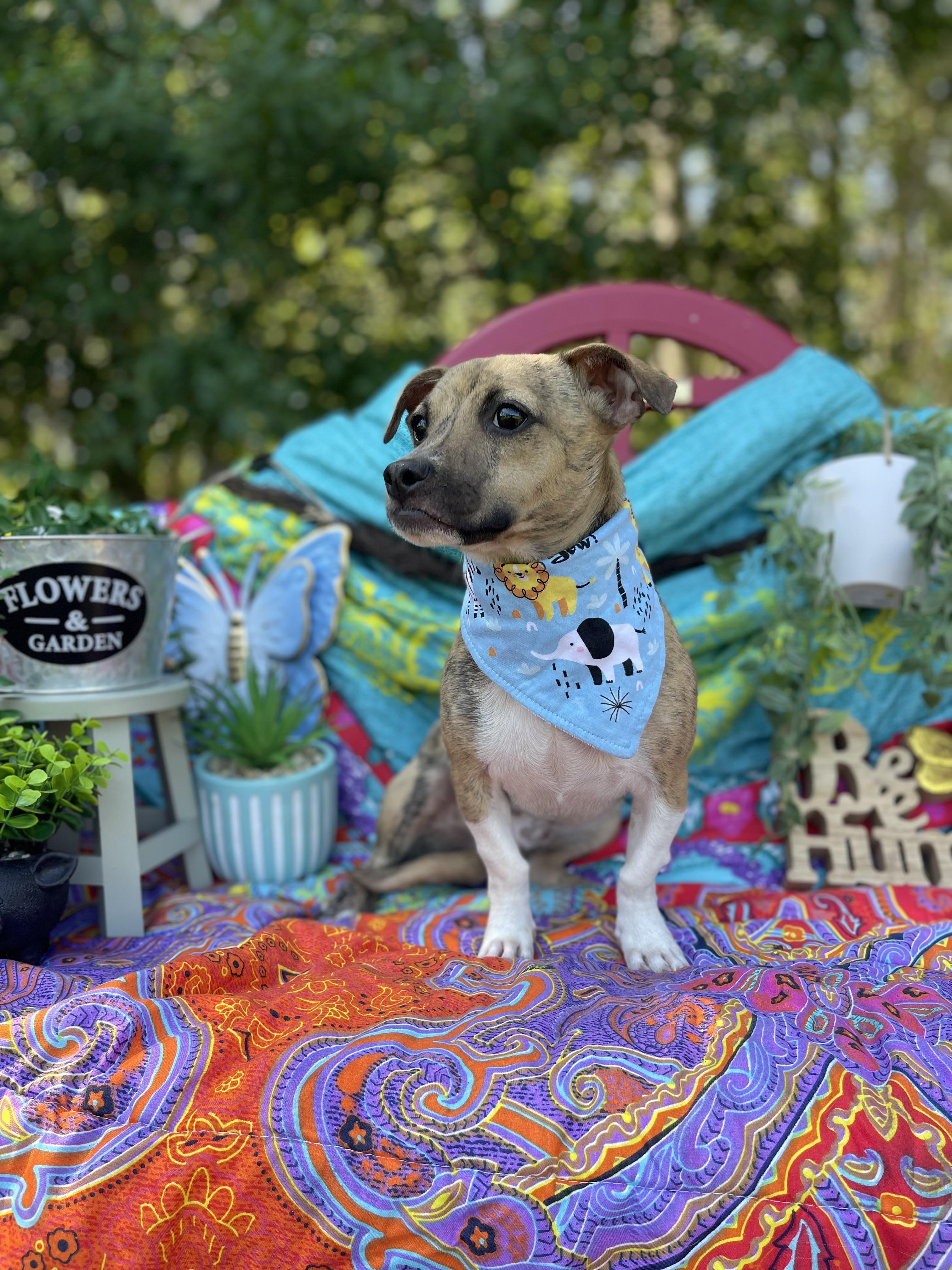 Enlarge Elkin, an adopted Chiweenie in Sebring, FL image 3/6