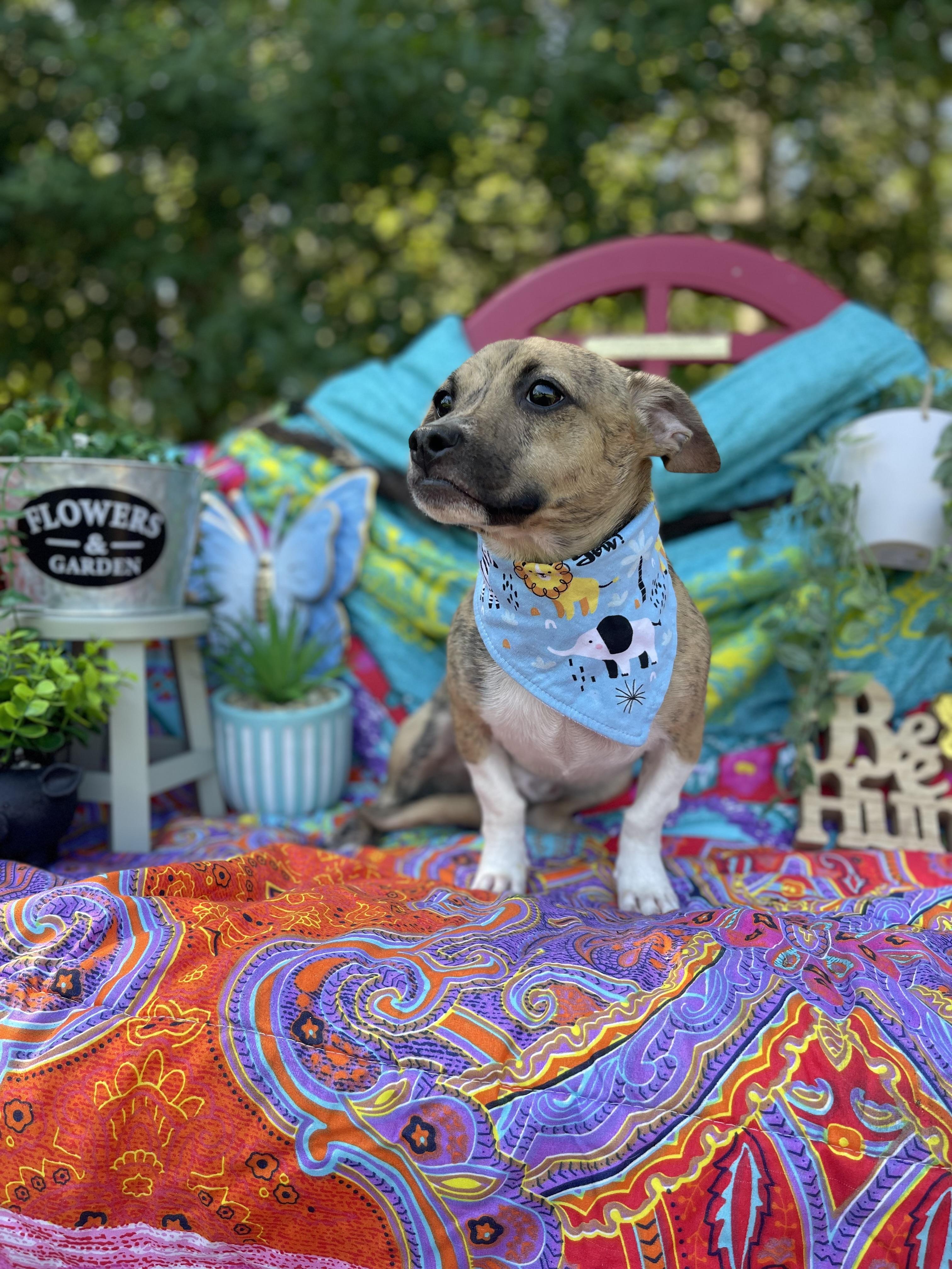 Enlarge Elkin, an adopted Chiweenie in Sebring, FL image 6/6