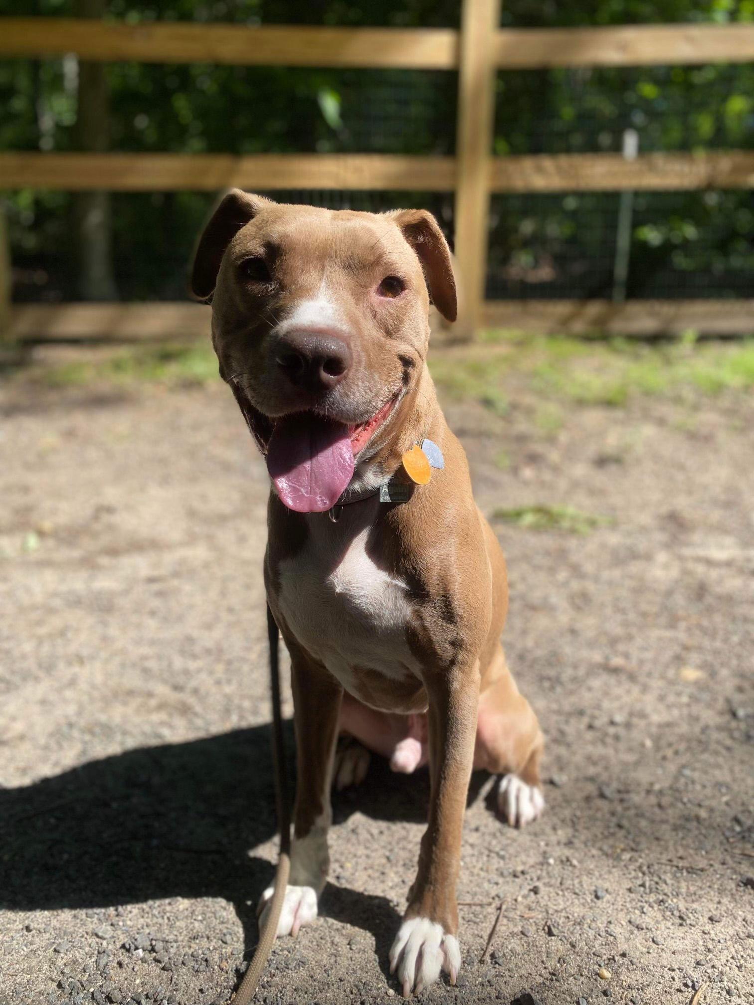 Sulley, a Adoptable mixed breed in Columbia, MD image 1/3