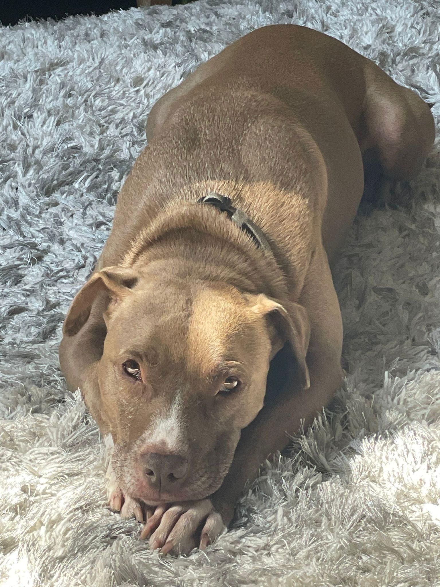 Sulley, a Adoptable mixed breed in Columbia, MD image 2/3