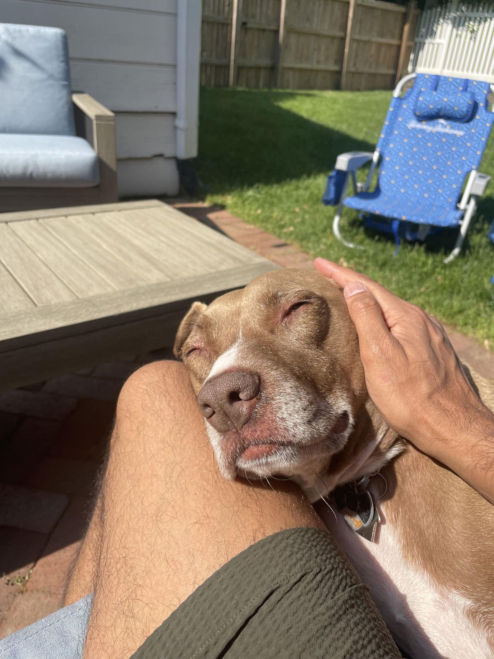 Sulley, a Adoptable mixed breed in Columbia, MD image 3/3