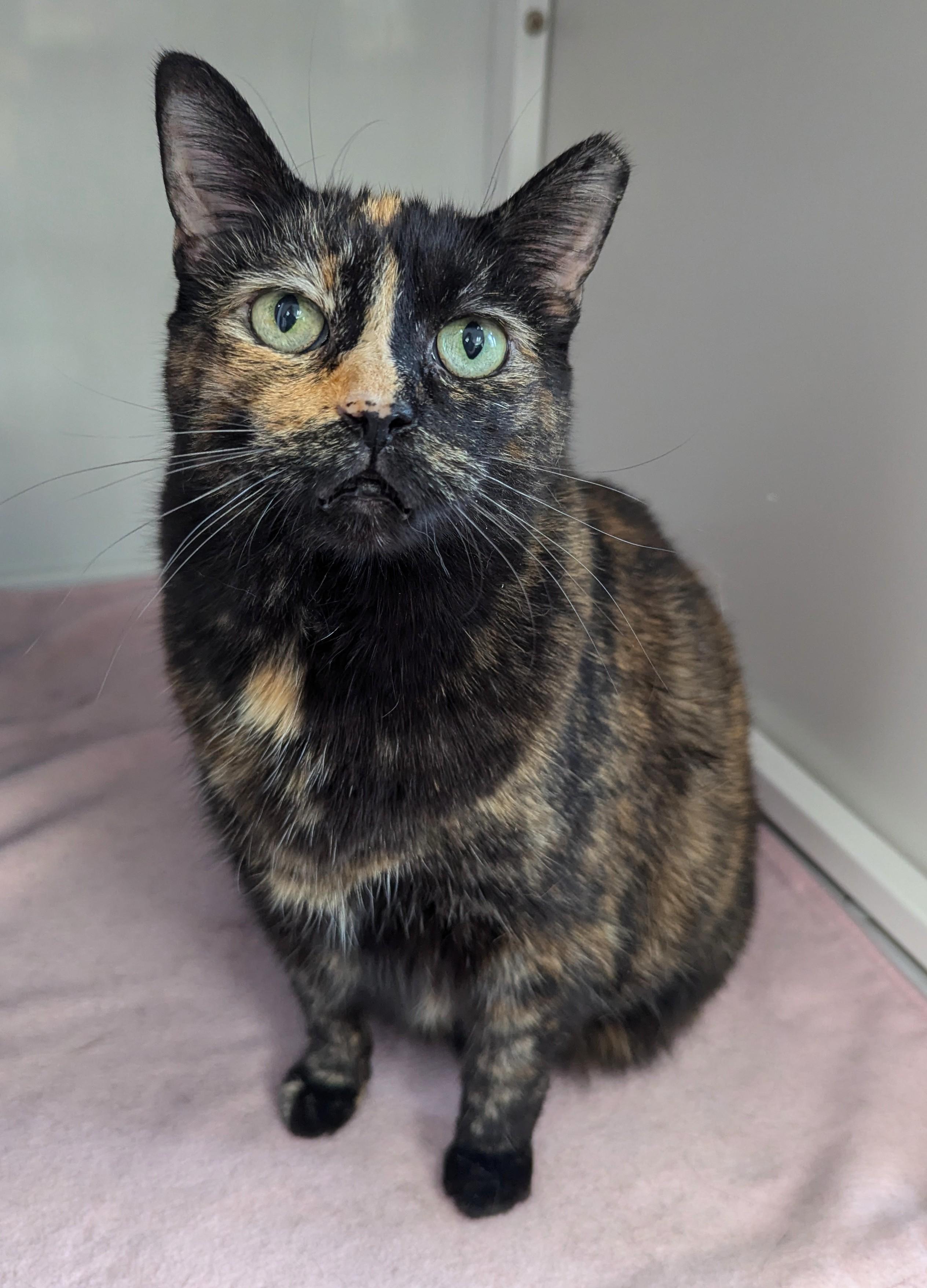 Ruth, an adoptable Domestic Short Hair in Oconto, WI, 54153 | Photo Image 1