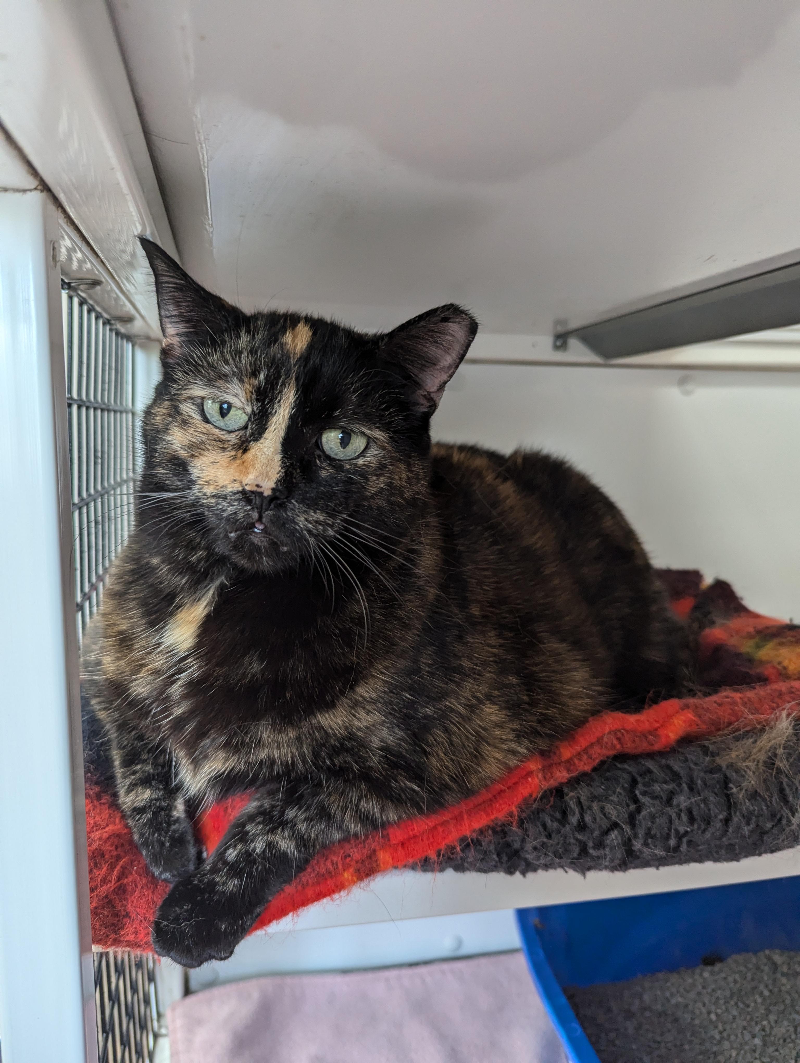 Ruth, an adoptable Domestic Short Hair in Oconto, WI, 54153 | Photo Image 2