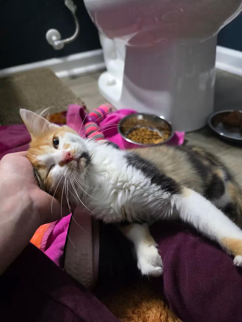 Enlarge Pockets, a ADOPTABLE mixed breed in Greensboro, NC image 2/4