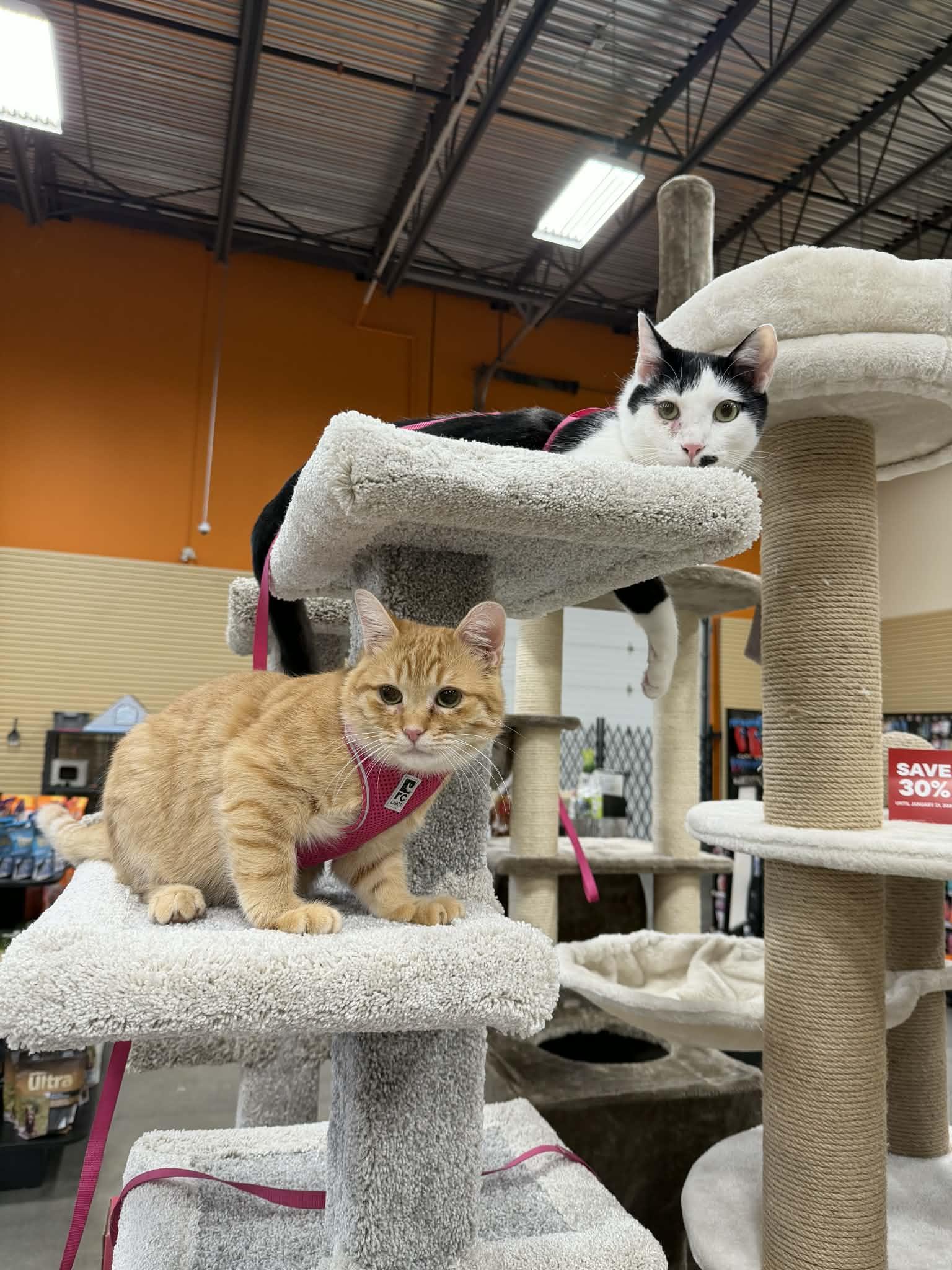 Enlarge Buster & Dash, an adoptable Domestic Short Hair in BURNABY, BC image 1/6