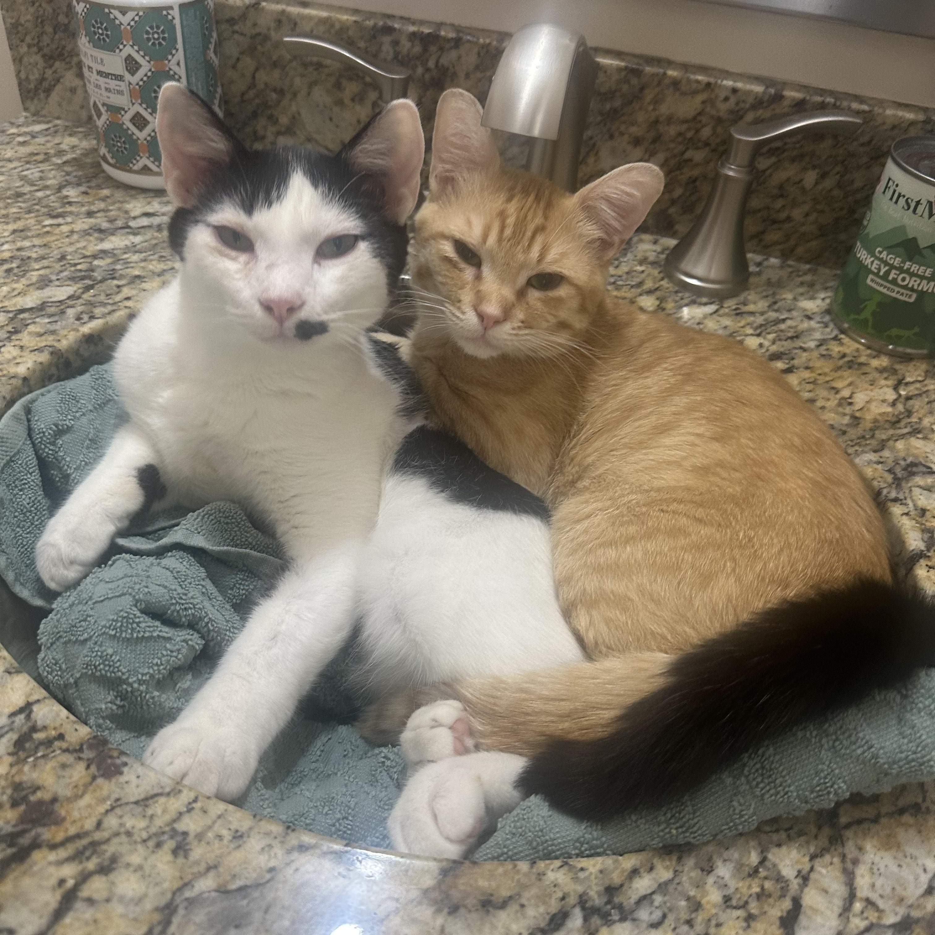 Enlarge Buster & Dash, an adoptable Domestic Short Hair in BURNABY, BC image 2/6