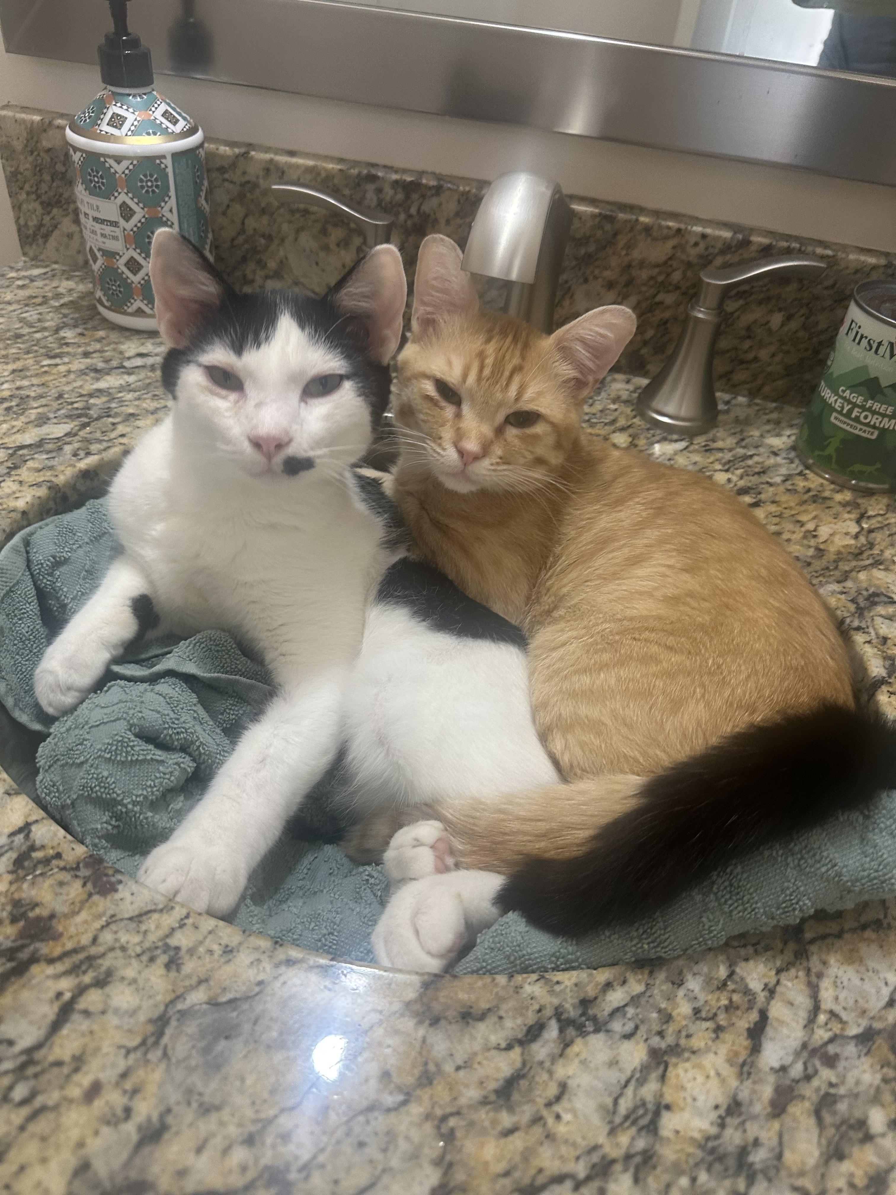 Enlarge Buster & Dash, an adoptable Domestic Short Hair in BURNABY, BC image 5/6