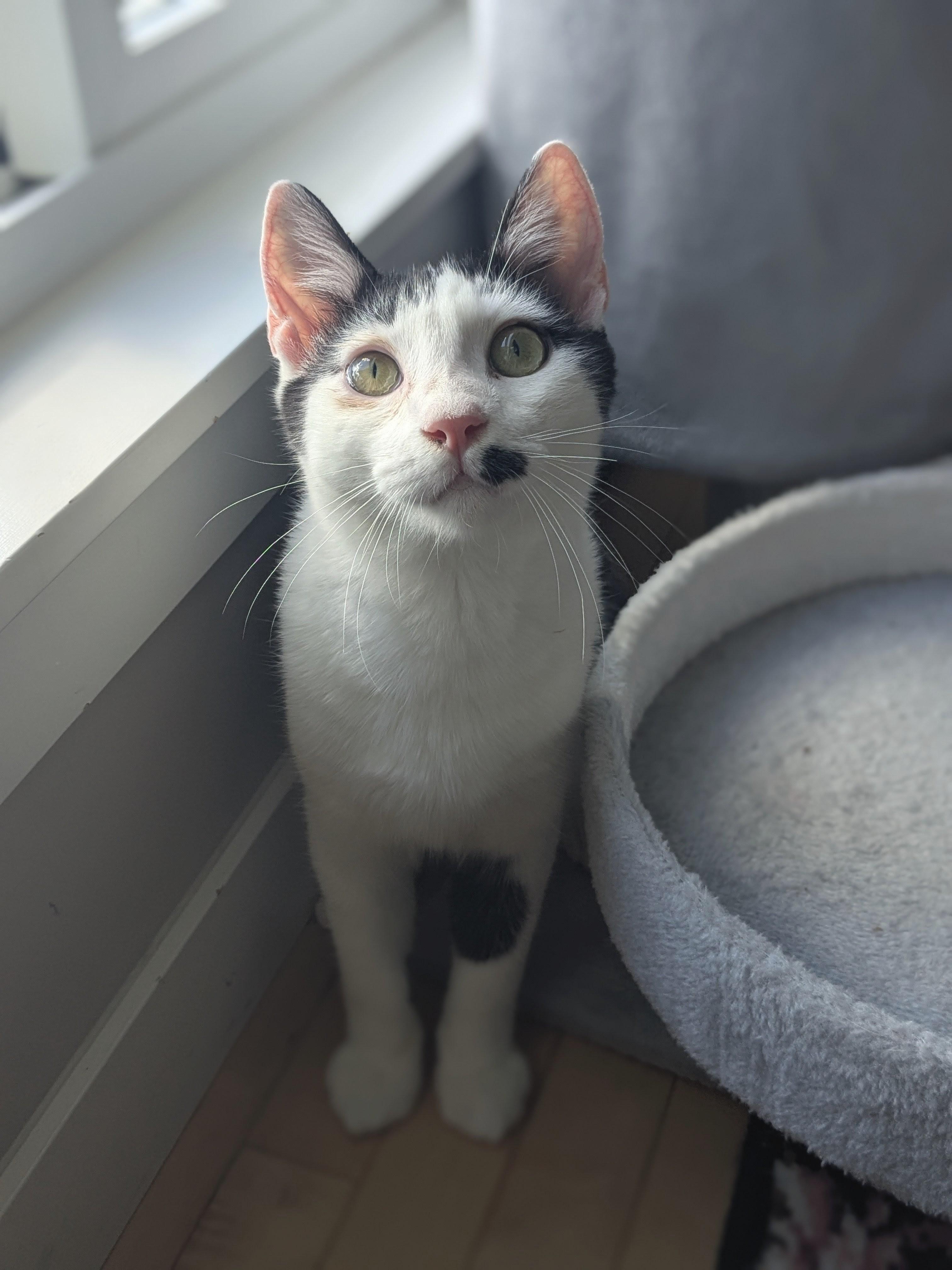 Enlarge Buster & Dash, an adoptable Domestic Short Hair in BURNABY, BC image 2/6