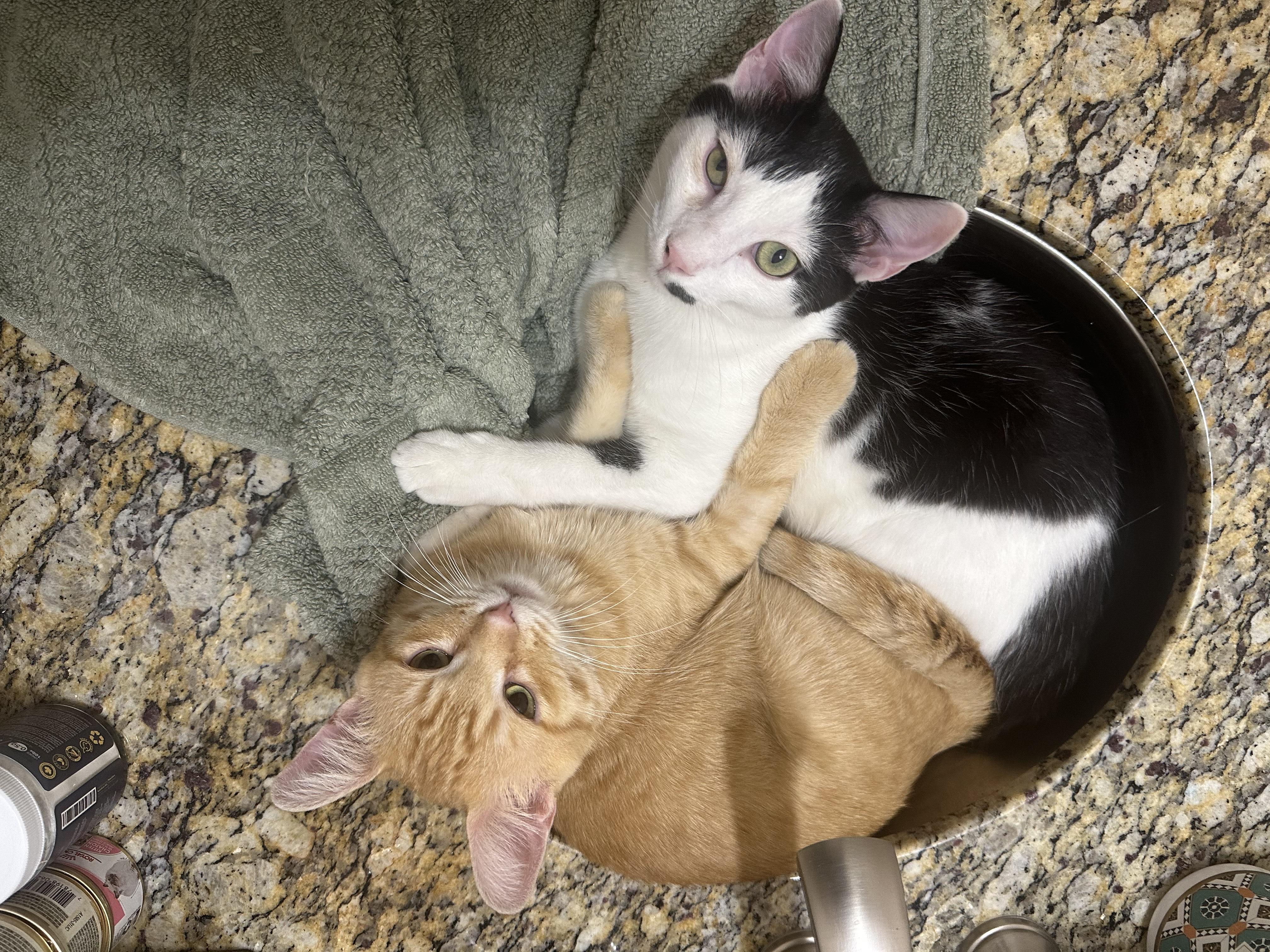 Buster & Dash, adoptable, Young Male Domestic Short Hair.
