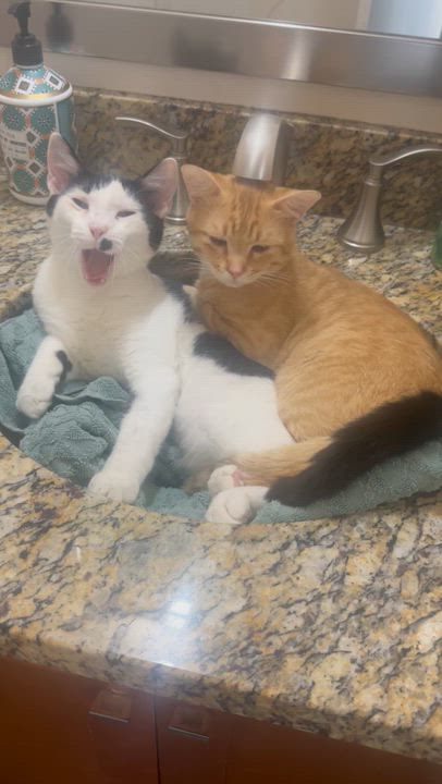 Enlarge Buster & Dash, an adoptable Domestic Short Hair in BURNABY, BC video 4/6