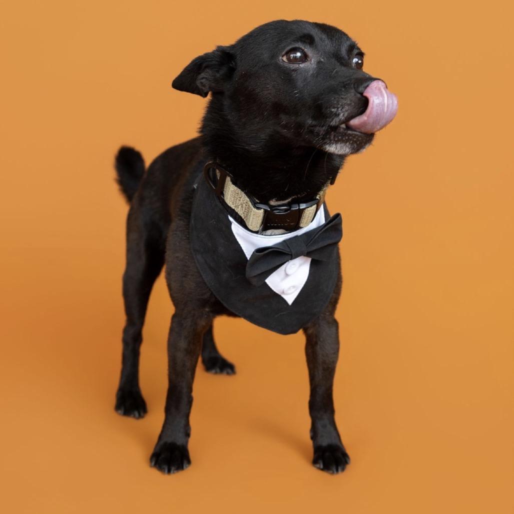 Cody, Adoptable, Adult Male Chihuahua & Mixed Breed.