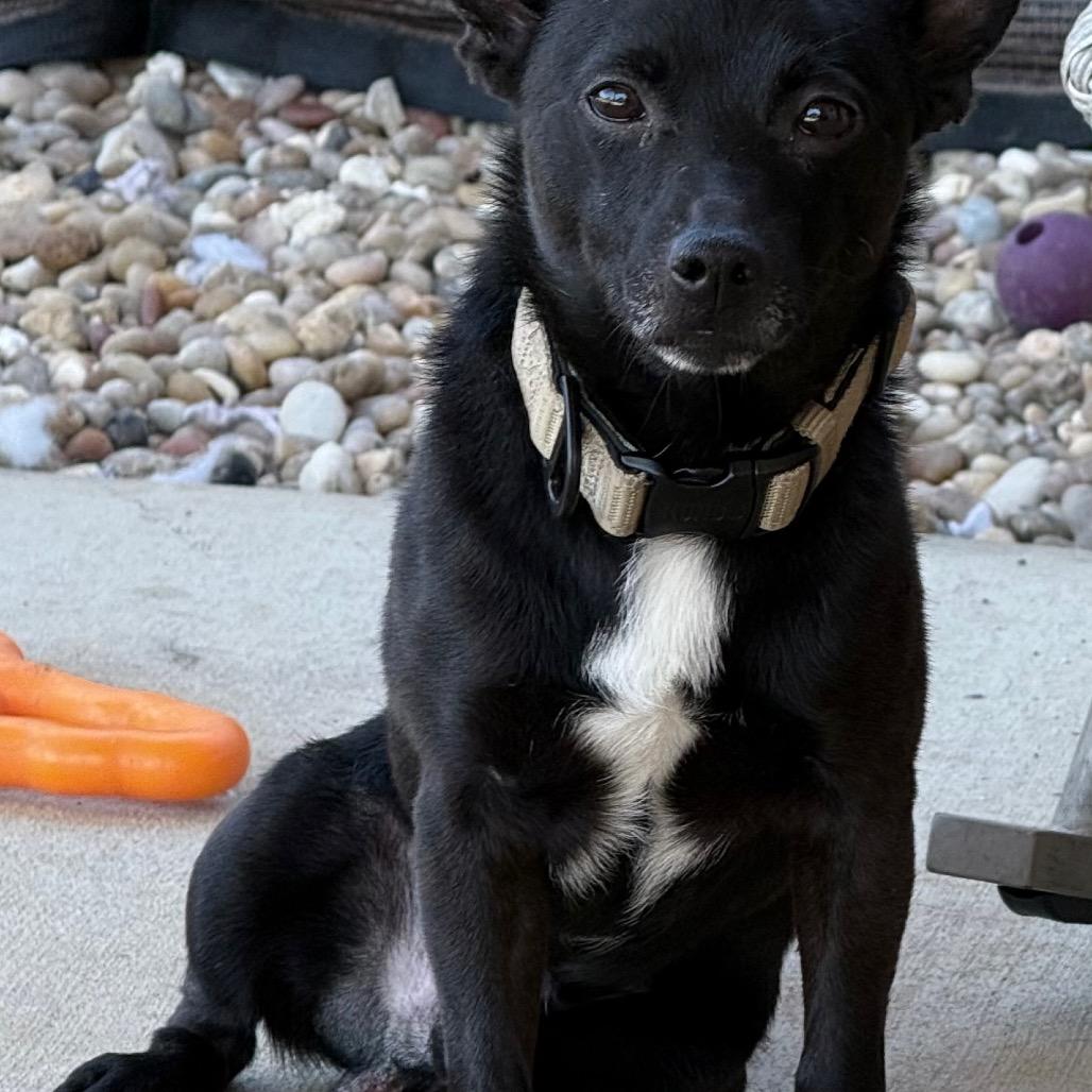 Enlarge Cody, a Adoptable mixed breed in Southside, TN image 2/6