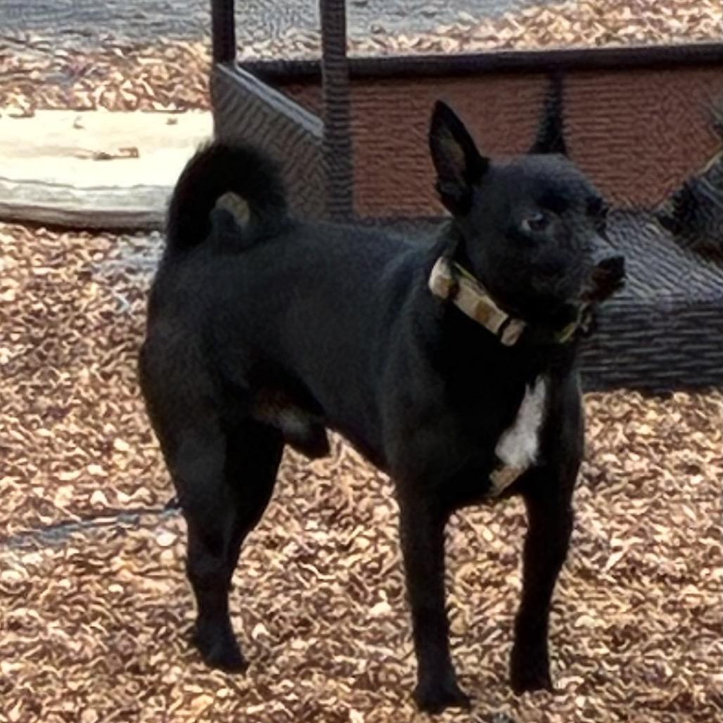 Enlarge Cody, a Adoptable mixed breed in Southside, TN image 3/6