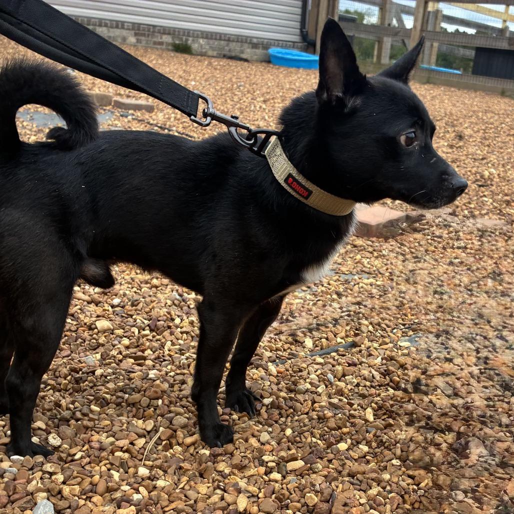 Enlarge Cody, a Adoptable mixed breed in Southside, TN image 4/6