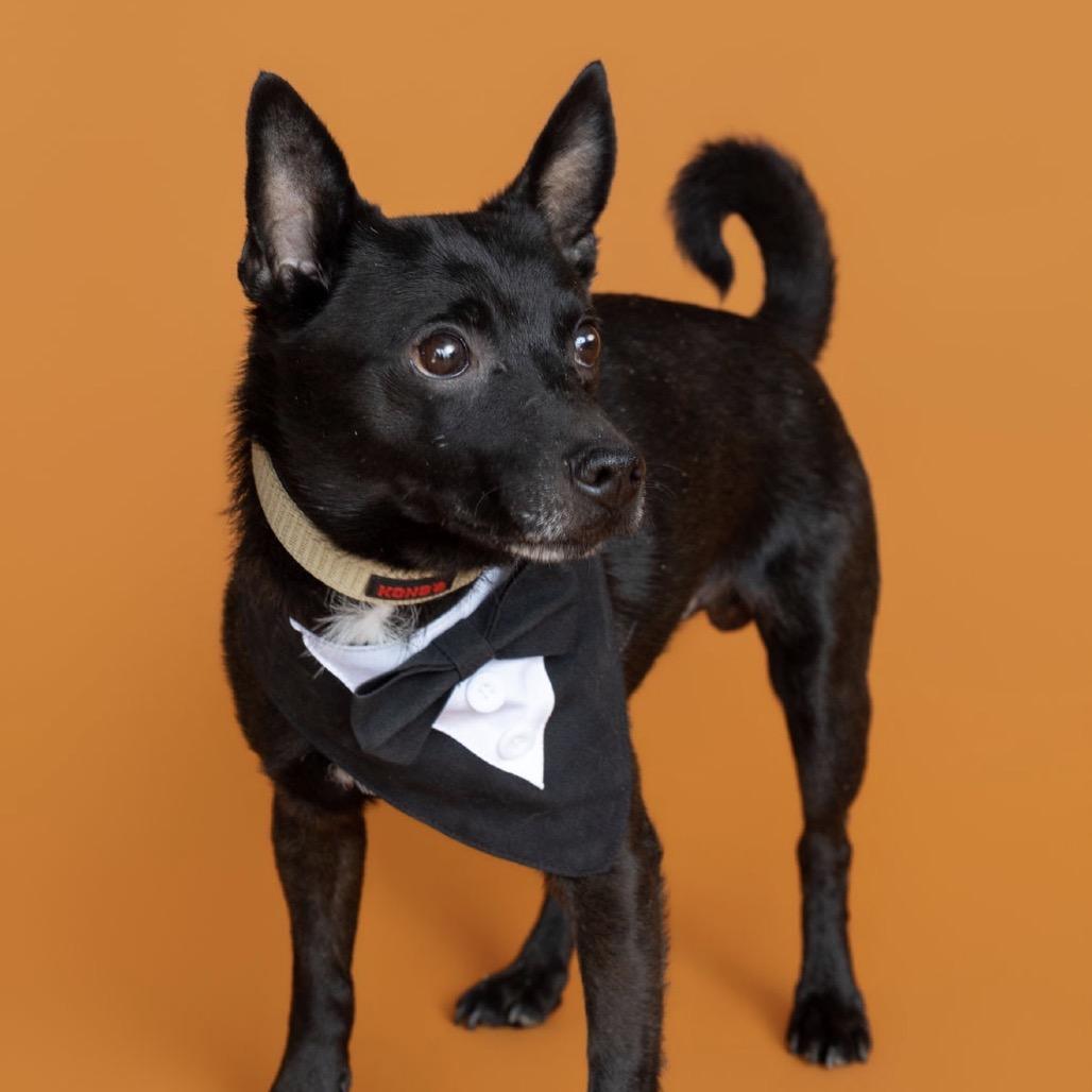 Enlarge Cody, a Adoptable mixed breed in Southside, TN image 5/6