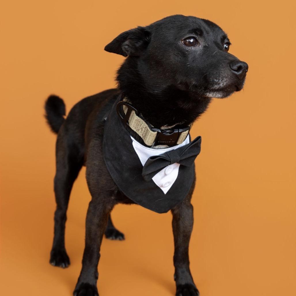 Enlarge Cody, a Adoptable mixed breed in Southside, TN image 6/6