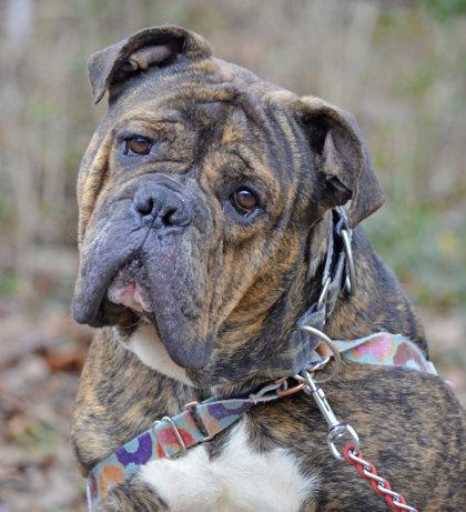 Levi, an adoptable English Bulldog in Annapolis, MD, 21403 | Photo Image 1