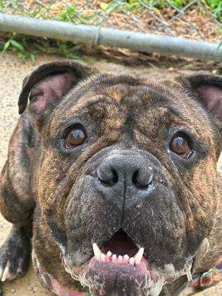 Enlarge Levi, a Adoptable mixed breed in Annapolis, MD image 4/6