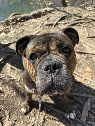 Enlarge Levi, a Adoptable mixed breed in Annapolis, MD image 5/6