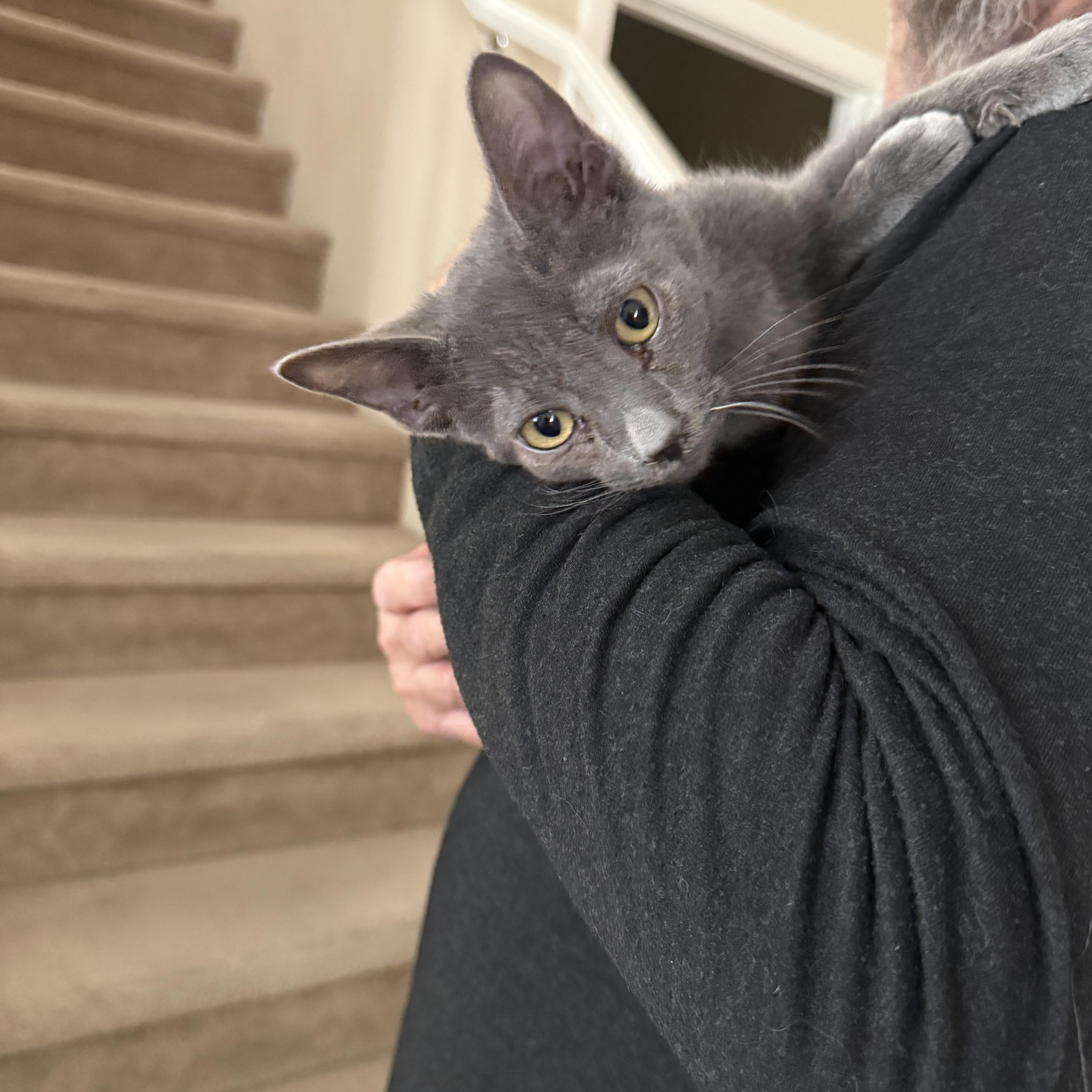 Goose, ADOPTABLE, Kitten Male Russian Blue.