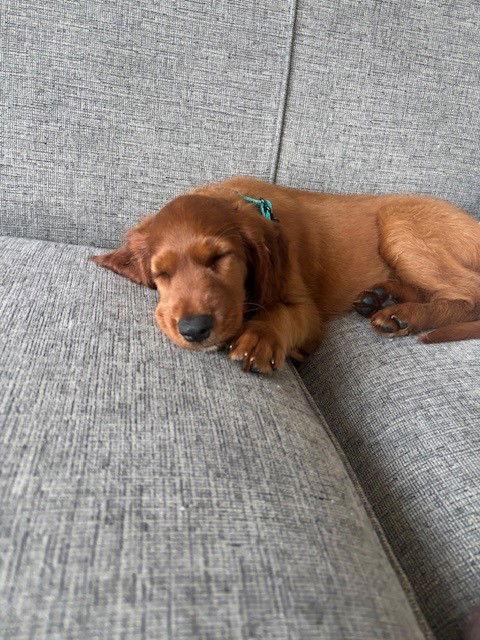 Dottie, Adopted, Puppy Female Irish Setter.