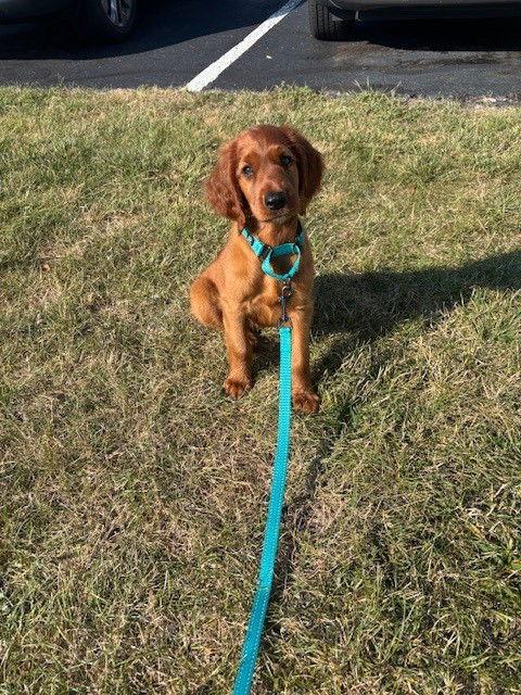 Enlarge Dottie, a Adopted Irish Setter in Fort Wayne, IN image 3/3