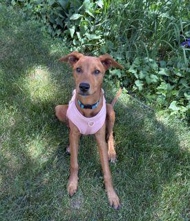 Kelsea, a ADOPTABLE Mixed Breed in Schaumburg, IL image 4/4