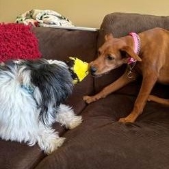 Kelsea, a ADOPTABLE Mixed Breed in Schaumburg, IL image 3/4
