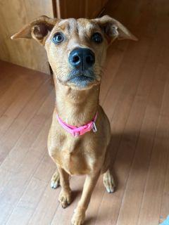 Kelsea, a ADOPTABLE Mixed Breed in Schaumburg, IL image 2/4