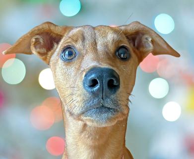 Kelsea, a ADOPTABLE Mixed Breed in Schaumburg, IL image 1/4