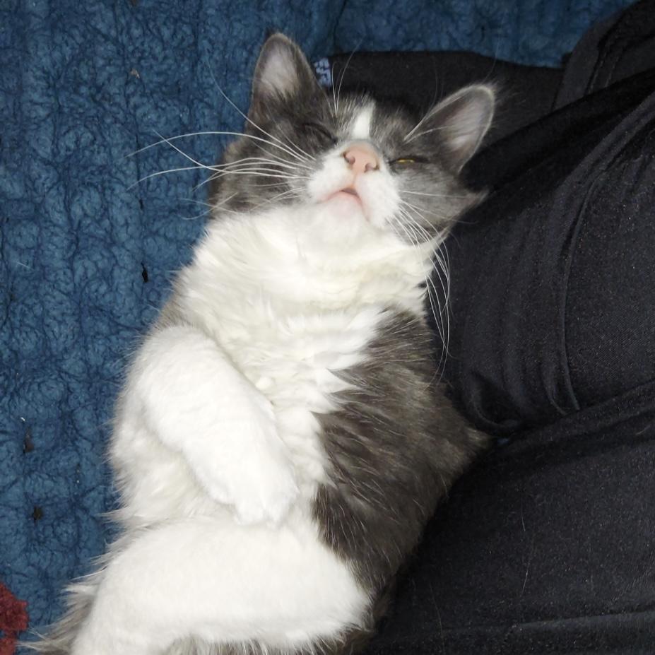 Enlarge Jack, a Adoptable Domestic Long Hair in Hurricane, UT image 2/3