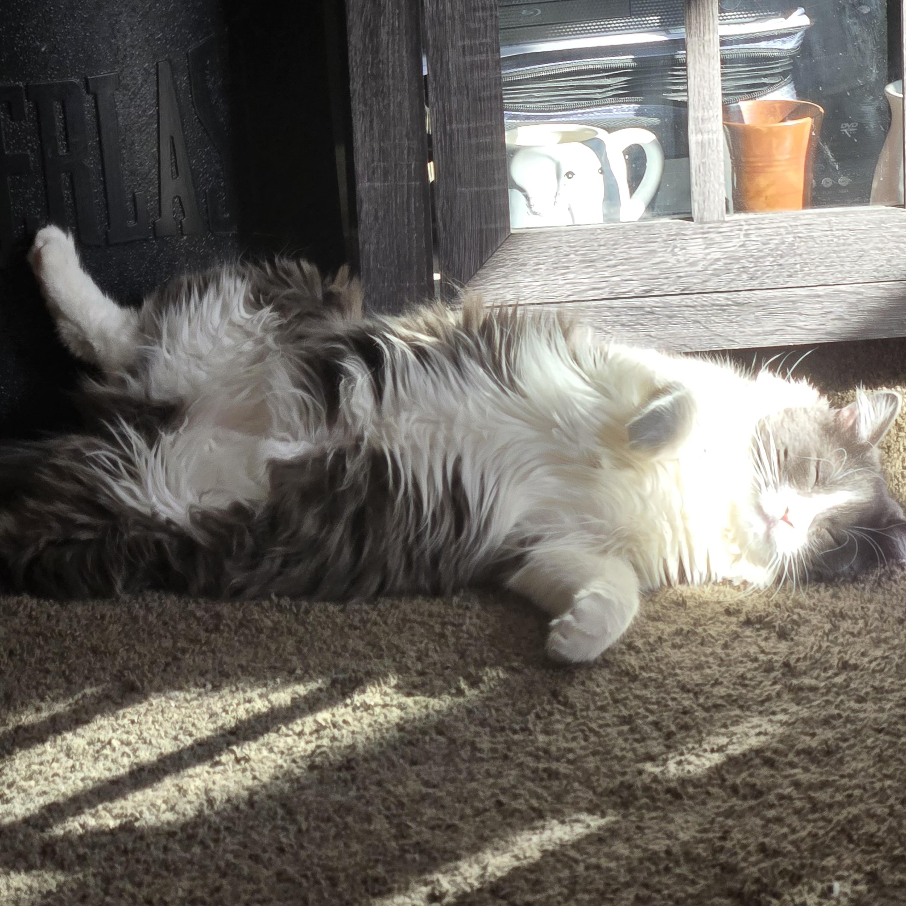 Enlarge Jack, a Adoptable Domestic Long Hair in Hurricane, UT image 3/3